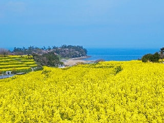写真：花とアートの岬 長崎鼻