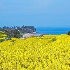 写真：花とアートの岬 長崎鼻